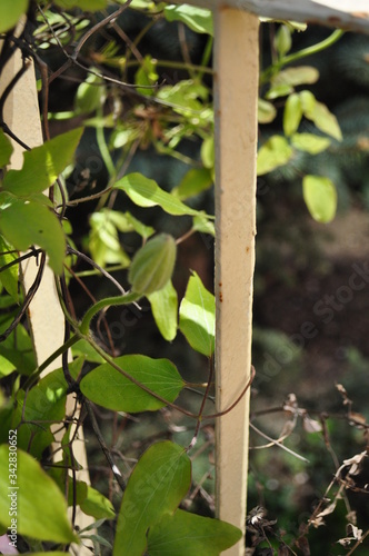 leaves and a lattice