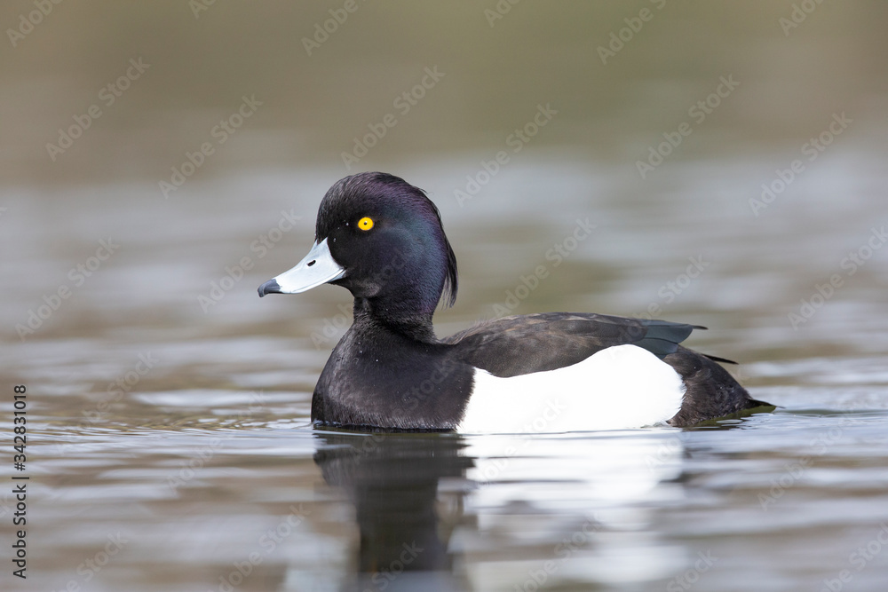 A adult male tufted duck (Aythya fuligula) swimming and foraging in a city pond in the capital city of Berlin Germany. A adult male tufted duck (Aythya fuligula) swimming and foraging in a city pond in the capital city of Berlin Germany.