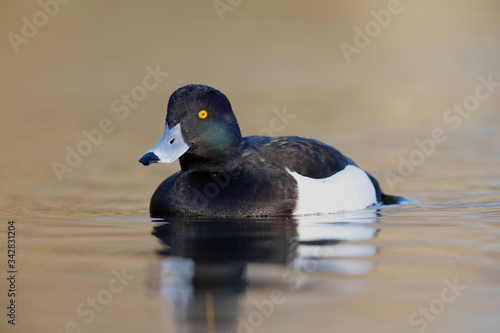 A adult male tufted duck (Aythya fuligula) swimming and foraging in a city pond in the capital city of Berlin Germany. 