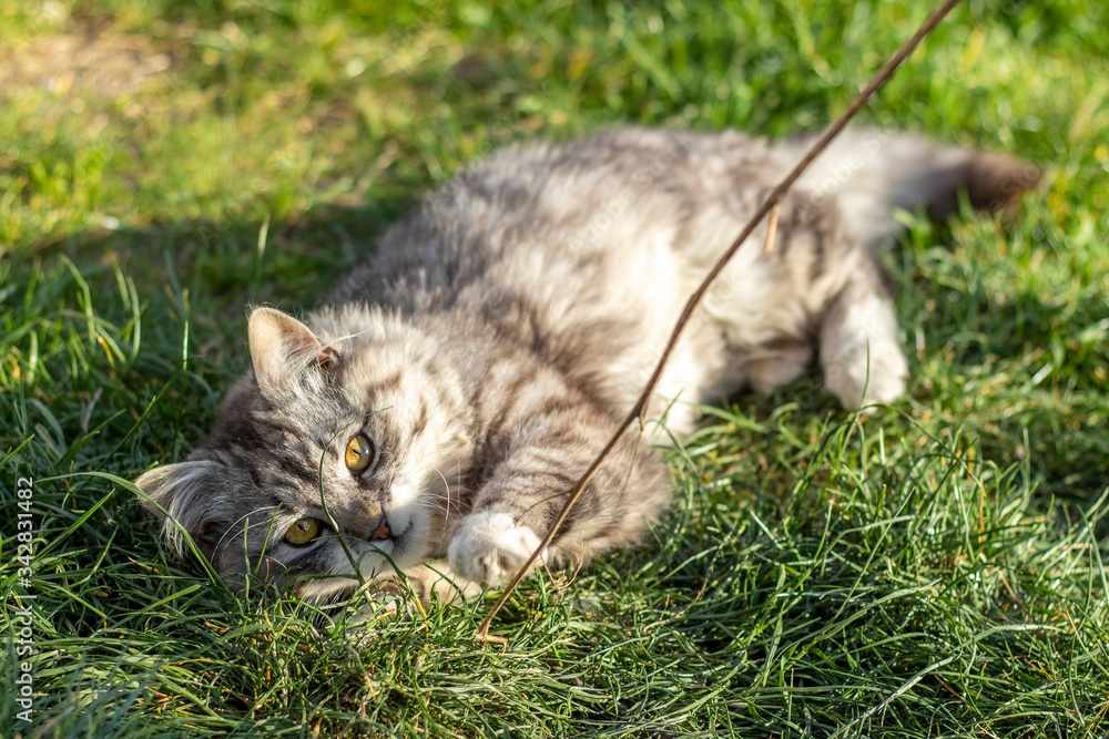 Fluffy cat lies in the grass on a sunny lawn.