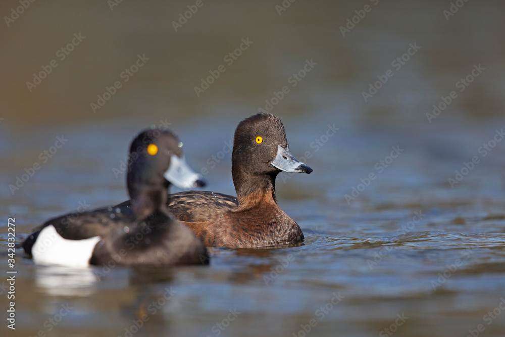 An adult male and female tufted duck (Aythya fuligula) swimming and foraging in a city pond in the capital city of Berlin Germany. An adult male and female tufted duck (Aythya fuligula) swimming and foraging in a city pond in the capital city of Berlin Germany.