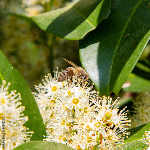 bee in action photo