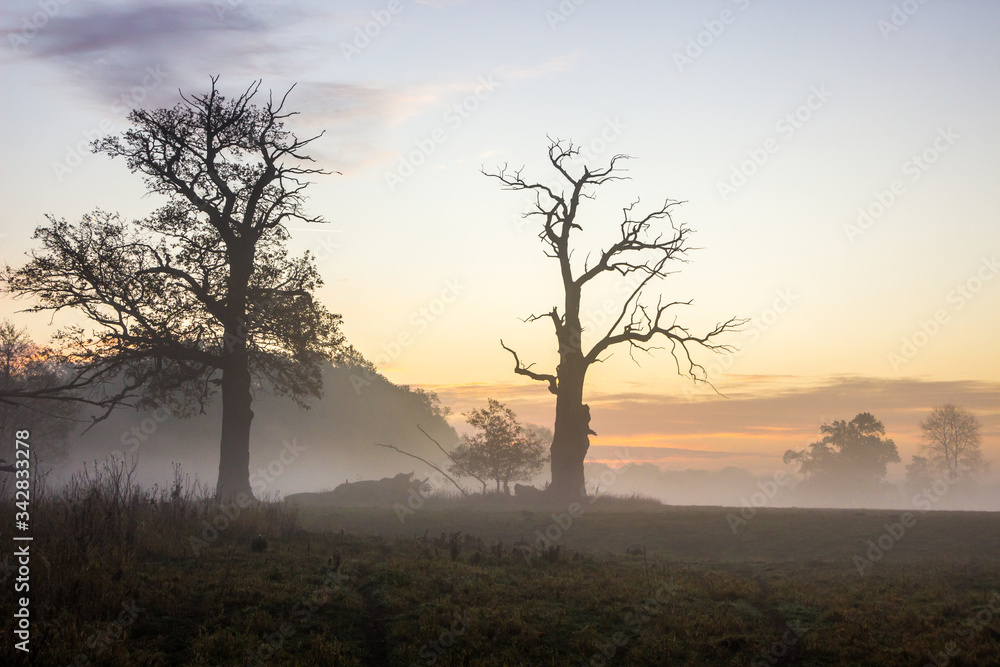 lone oak in an empty field at sunrise