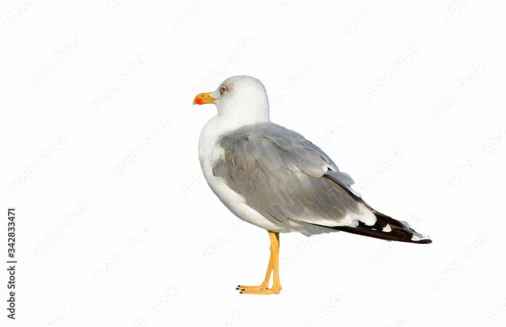 Black sea gull isolated on white background Black sea gull isolated on white background