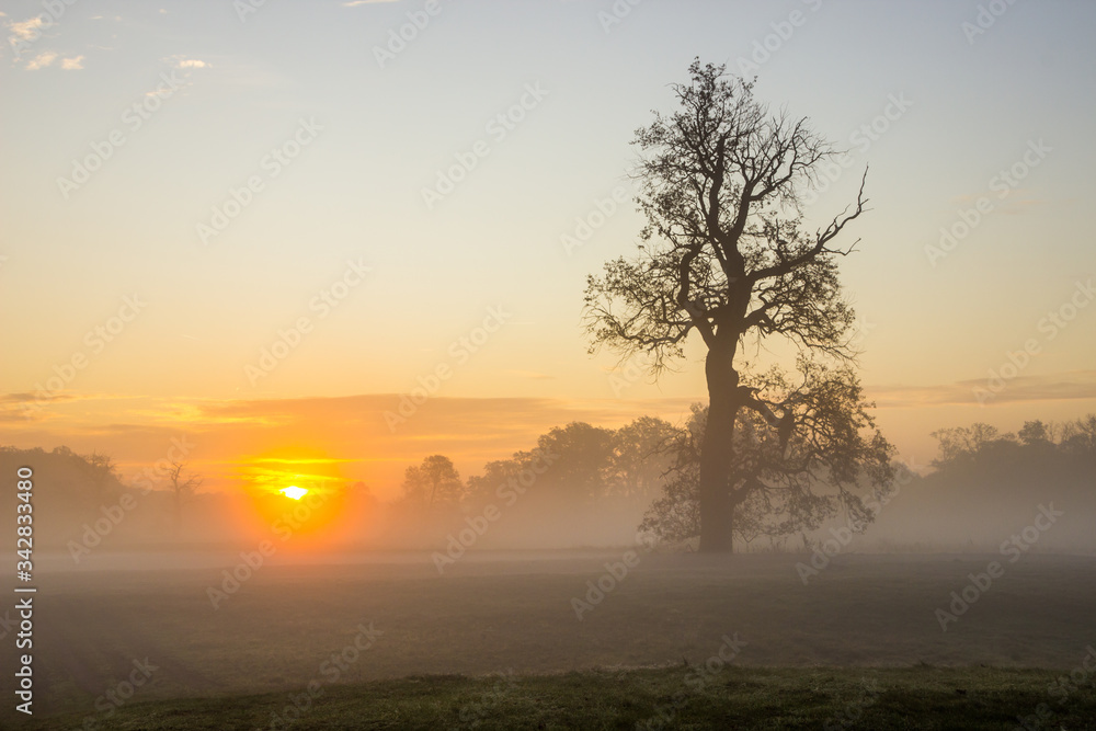 lone oak in an empty field at sunrise