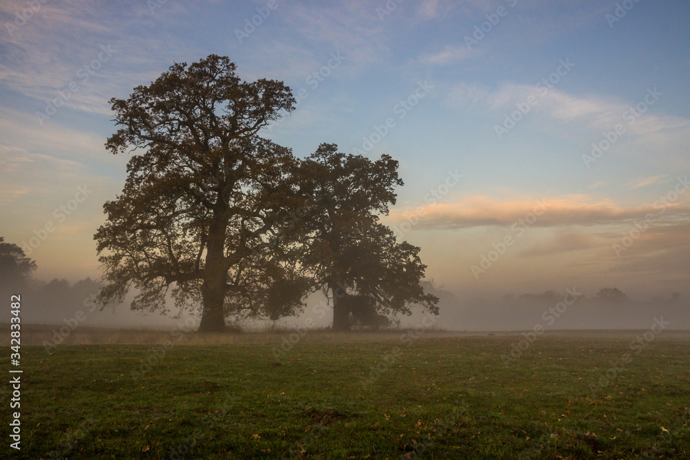 lone oak in an empty field at sunrise