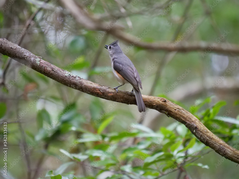 Tufted Titmouse Tufted Titmouse