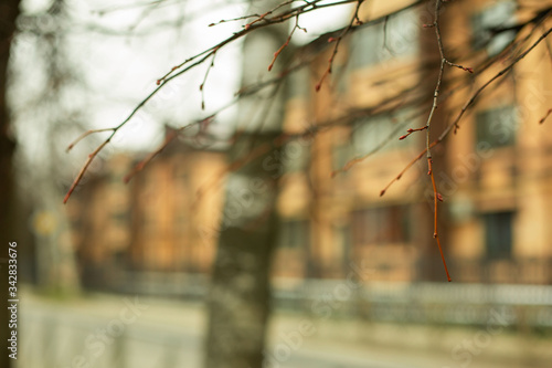  tree branches with buds on the background of the street © Арина Голубцова