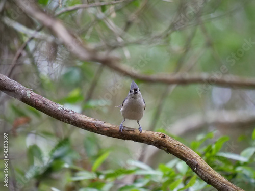 Tufted Titmouse