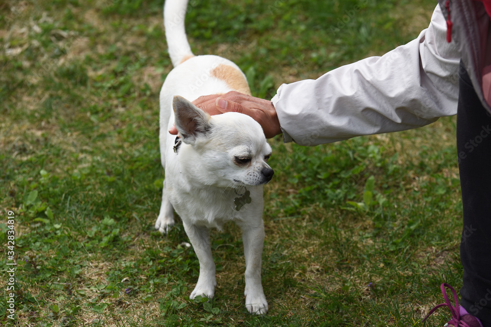 amico dell'uomo cane amore animali amico dell'uomo cane amore animali