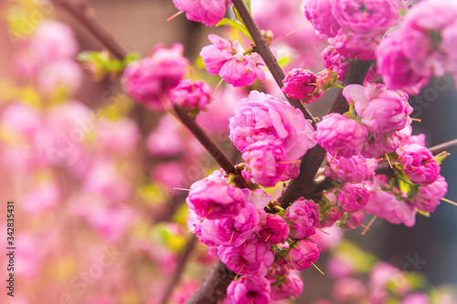 Natural texture of flowering trees. Blossom trees closeup as a place for text. Greeting card background of pink sakura flowers and copy space.