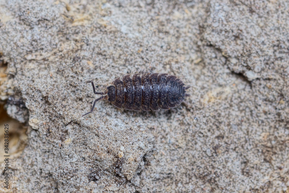 one small brown insect wood louse is sitting on gray earth in nature one small brown insect wood louse is sitting on gray earth in nature