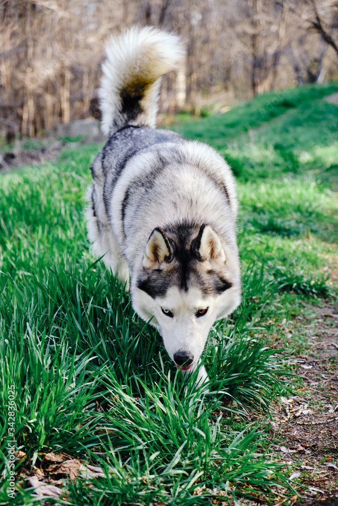 Beautiful healthy dog of the Siberian husky breed runs on the green grass.
