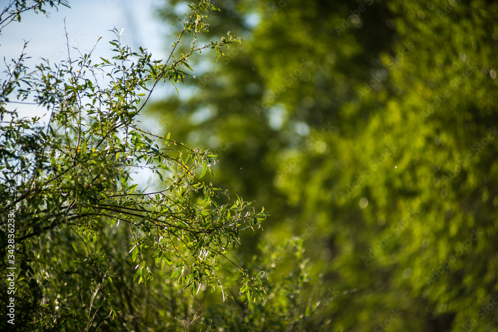 summer, green tree branches and bokeh in the background summer, green tree branches and bokeh in the background