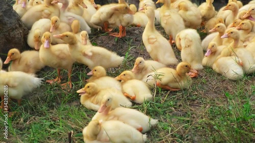 
Сute and funny ducklings are 
resting, 
swarming and walkink on green grass outdoors. Many yellow ducklings graze on a duck farm photo