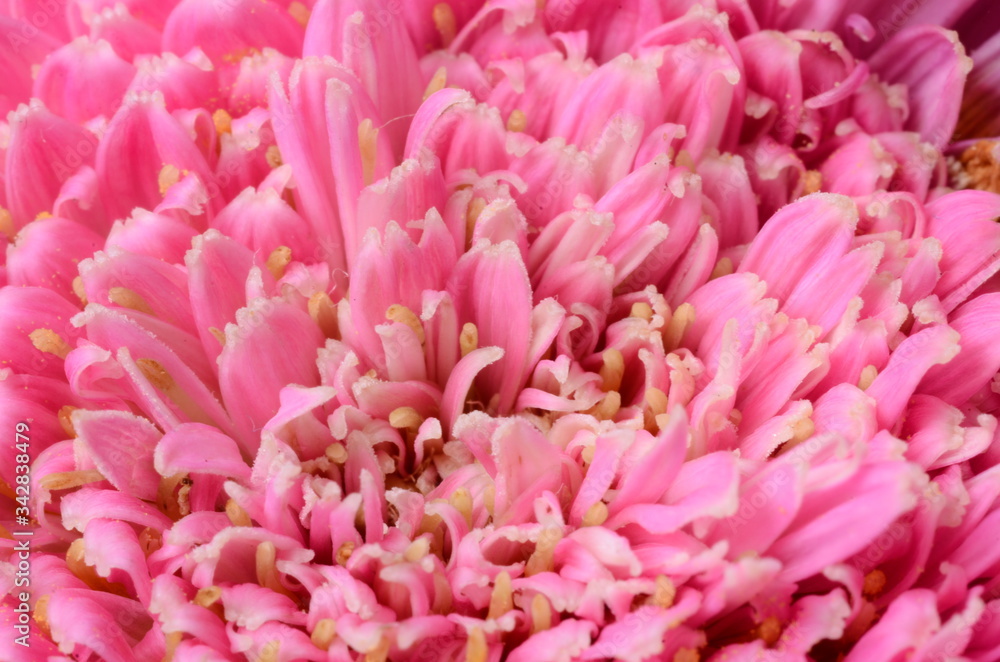 Fototapeta premium Flowers bouquet, pink for background