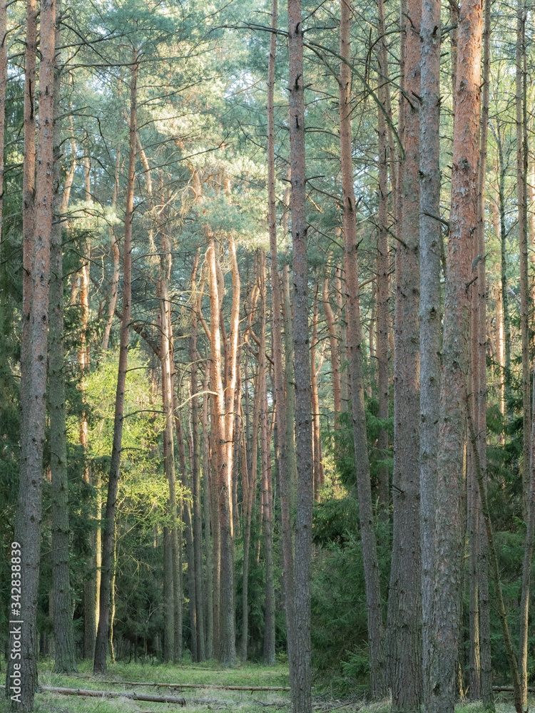 Fototapeta premium drzewo las