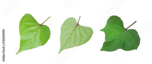 sweet potato leaf isolated on white