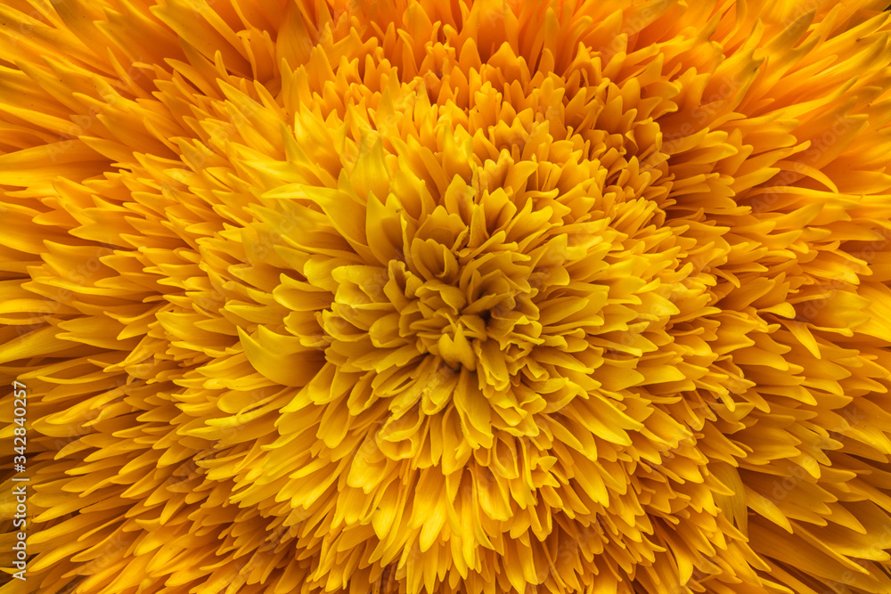 Exotic Sunflower Exotic Sunflower