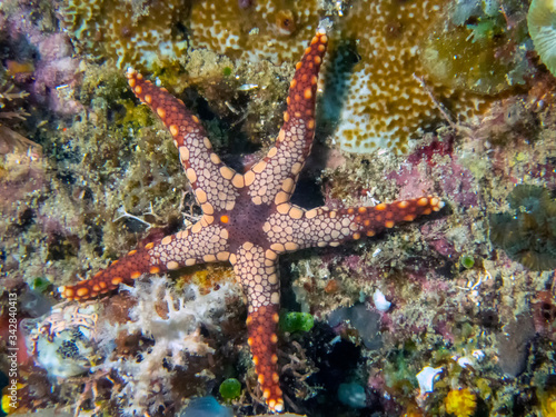 Peppermint Sea Star (Fromia monilis) © Rob