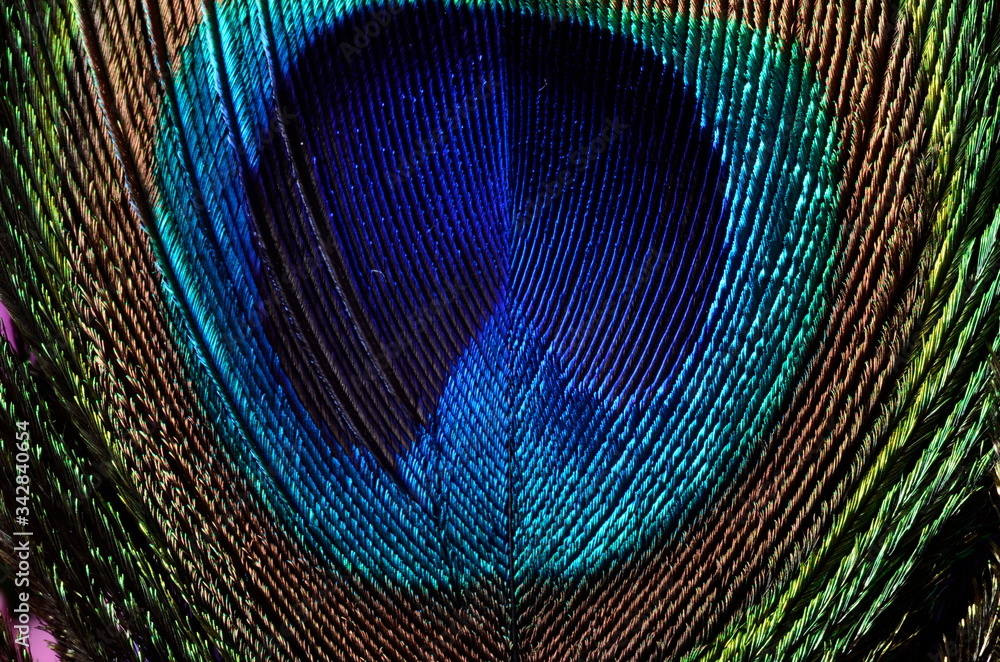 Fototapeta premium Peacock feathers macro for background or wallpaper