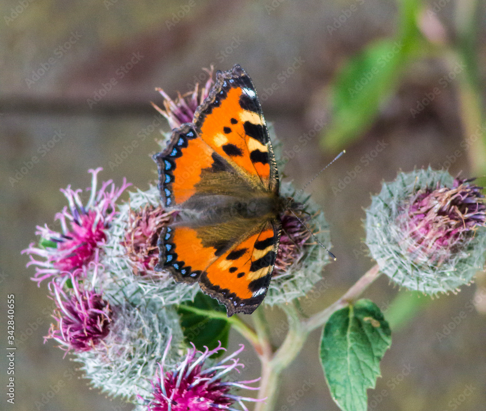 Insects in macro. Butterfly in the garden Insects in macro. Butterfly in the garden
