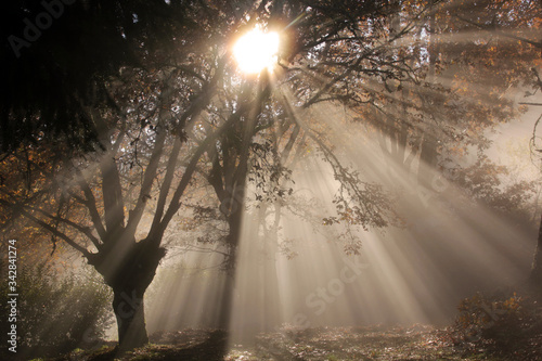 Sun rays penetrating through the forest fog
