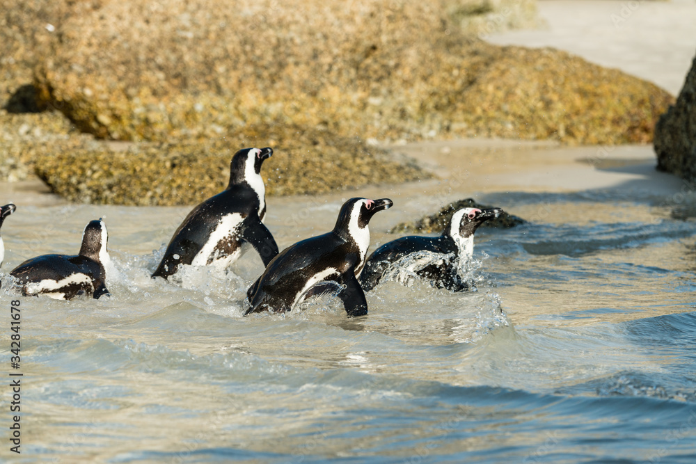 Fototapeta premium Boulders Beach penguin colony, Simonstown in South Africa