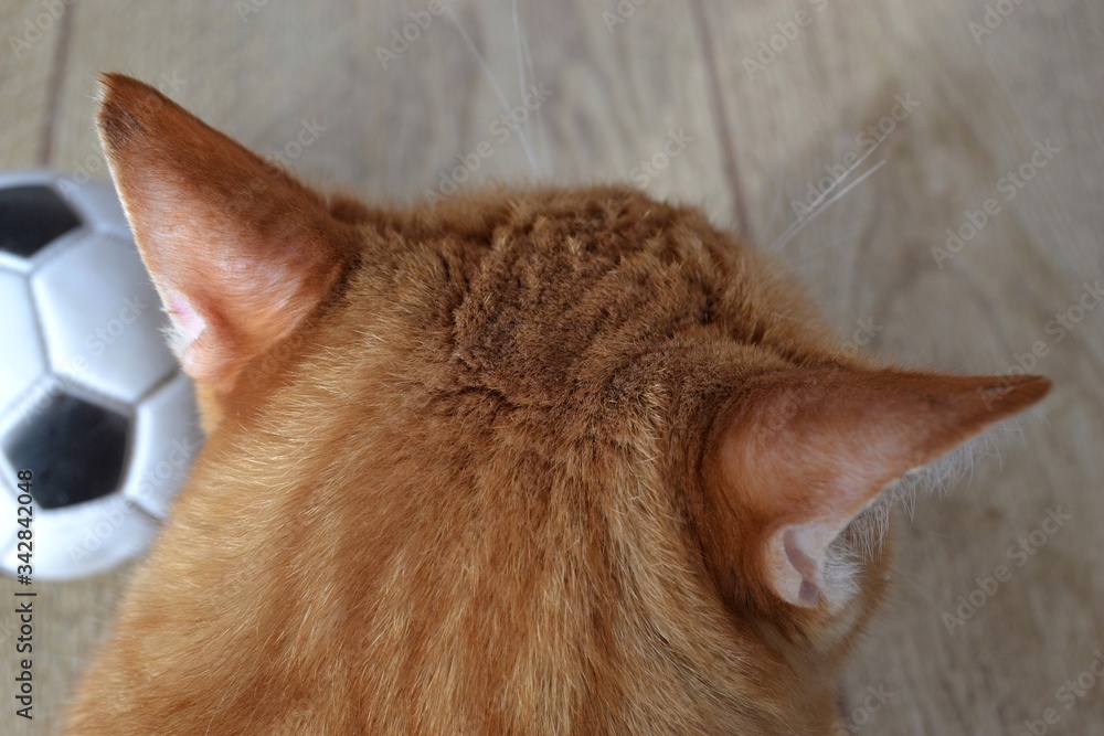 Top view on the head of a ginger tabby cat and a soccer ball next to it. High quality photo