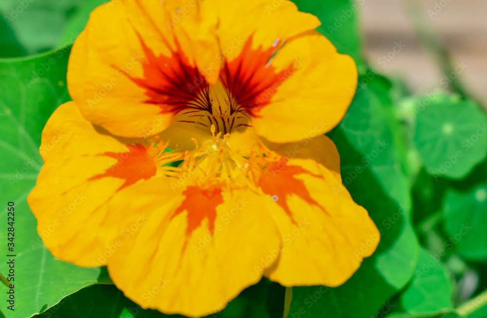 Nasturtium Flower Nasturtium Flower