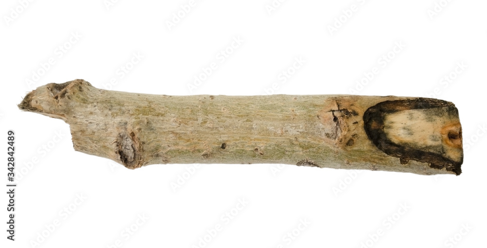 Tree branch or stick isolated on white background. Item for mock up, scene creator and other design Tree branch or stick isolated on white background. Item for mock up, scene creator and other design