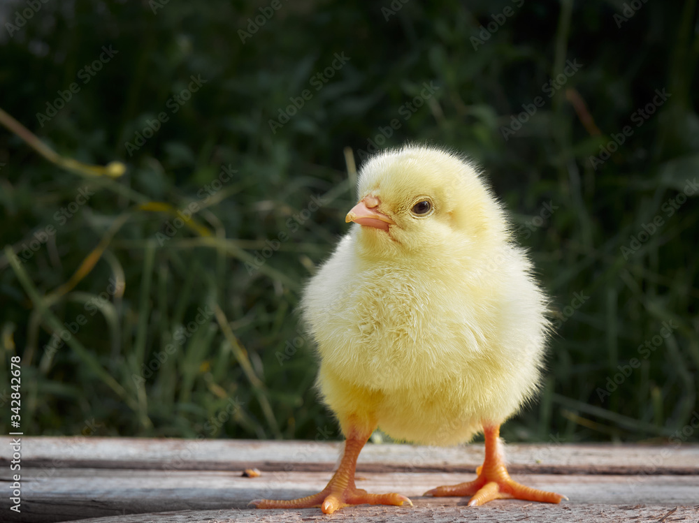 Yellow chicken on a farm. Yellow chicken on a farm.