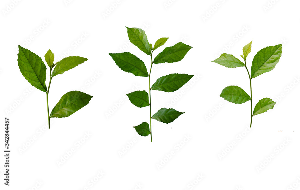 Tea leaves or green leaves that are isolated on a white background are used for designing or editing.