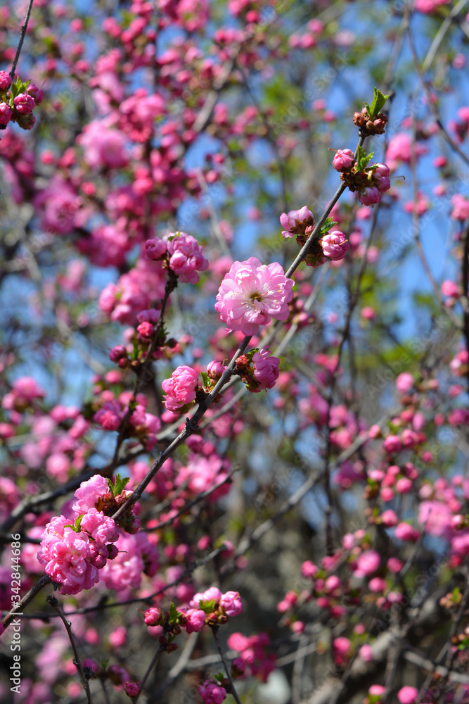Beautiful pink flowers of Prunus triloba in springtime.