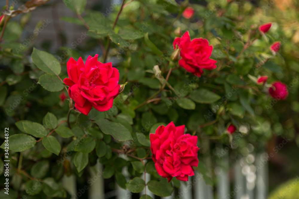 Three beautiful roses blooming in the garden Three beautiful roses blooming in the garden
