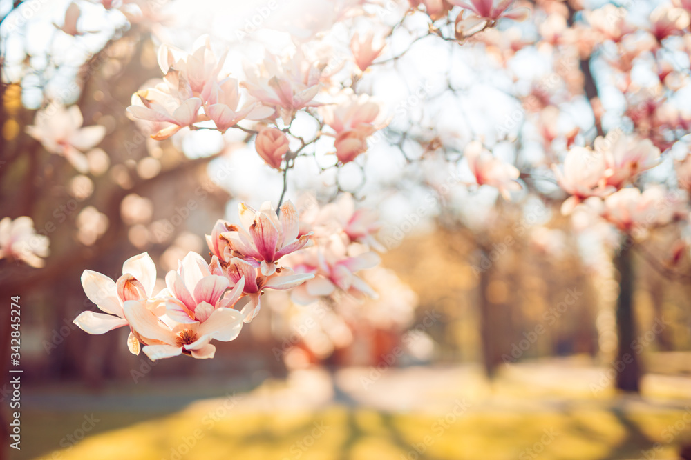 Beautiful floral spring background of nature. Branches of blossoming magnolia with sun rays and warm sunlight. Peaceful nature, calmness and uplifting mood