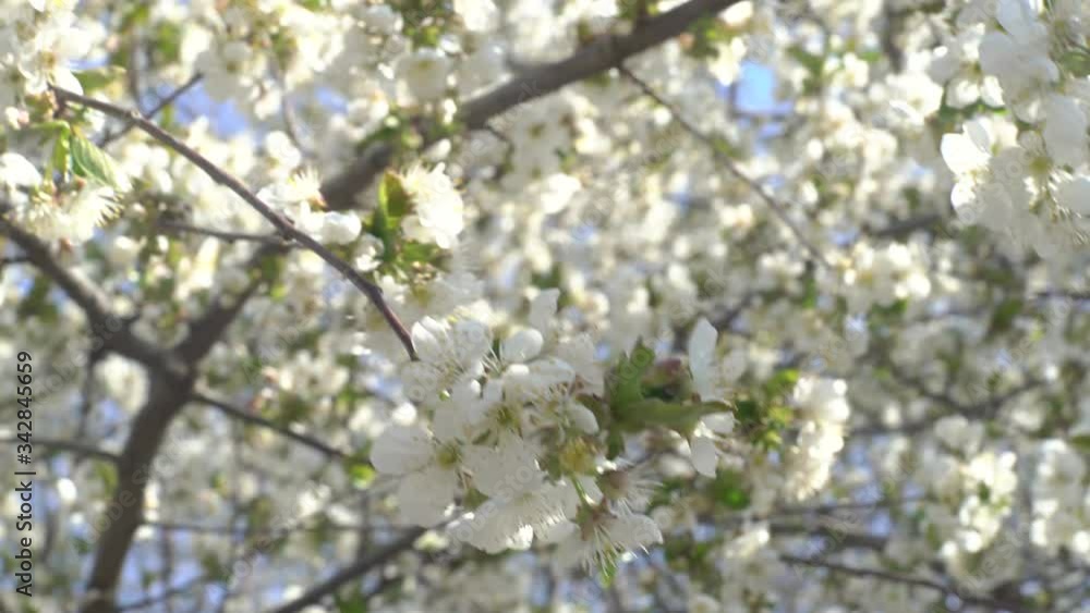 Spring, cherry tree blossoms with white flowers Spring, cherry tree blossoms with white flowers