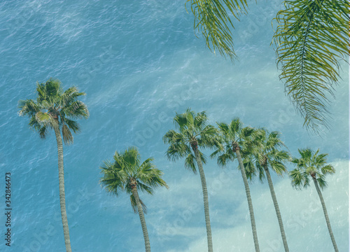 California Palms