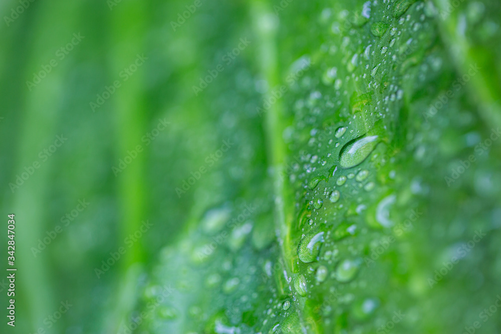 Water drop on a leaf after rain. Sunny macro nature, amazing nature droplets. Beautiful nature closeup, exotic background Water drop on a leaf after rain. Sunny macro nature, amazing nature droplets. Beautiful nature closeup, exotic background