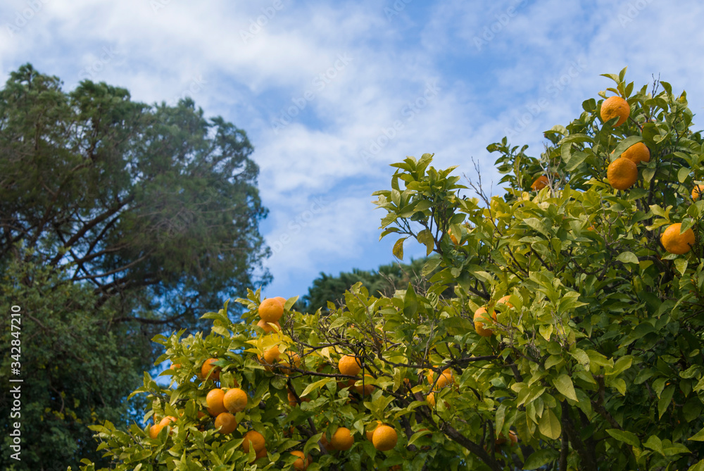 The mandarins grow in a tree with green leaves against a blue sky. A citrus tree with orange fruits on it. The mandarins grow in a tree with green leaves against a blue sky. A citrus tree with orange fruits on it.