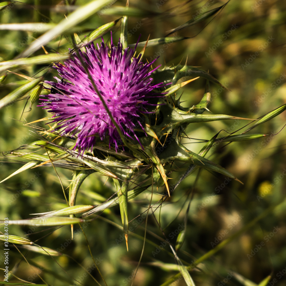 thistle flower in bloom thistle flower in bloom