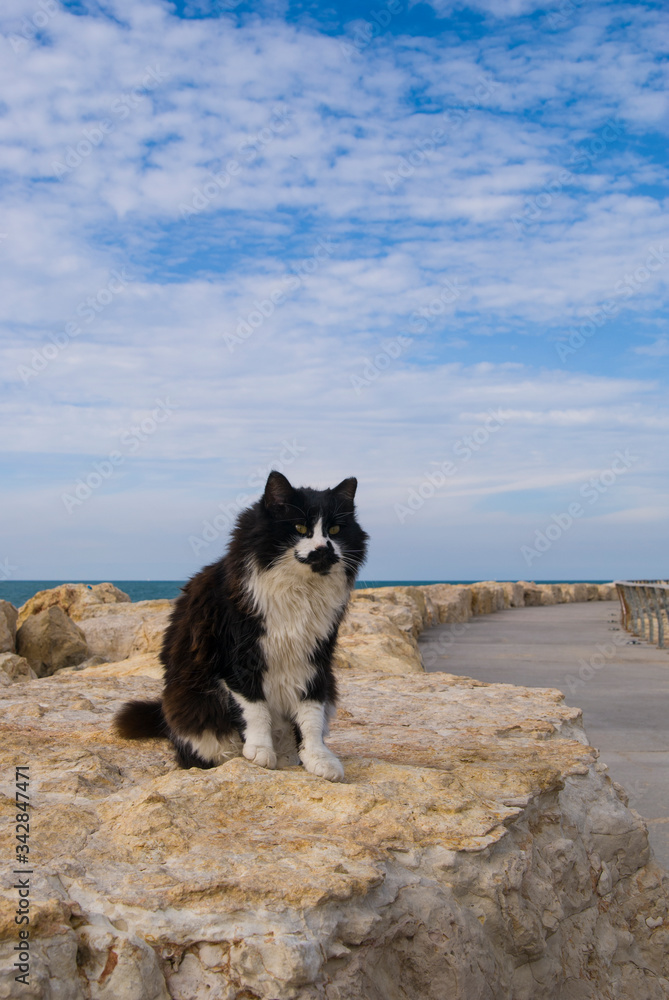 A black and white cat sitting on a stone road along the sea in the city of Tel Aviv, Israel on a sunny day. A black and white cat sitting on a stone road along the sea in the city of Tel Aviv, Israel on a sunny day.