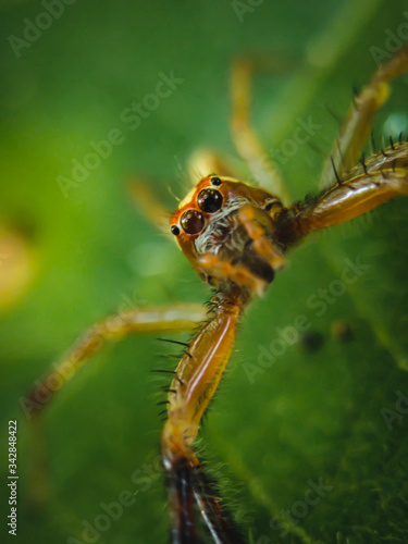 portrait of the face of a spider that stays on a leaf