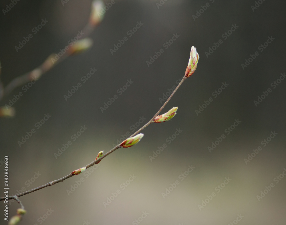 Young fresh shoots of buds growing on tree branch in forest closeup Young fresh shoots of buds growing on tree branch in forest closeup