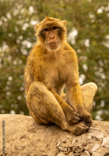 Monkeys on Gibraltar rock.