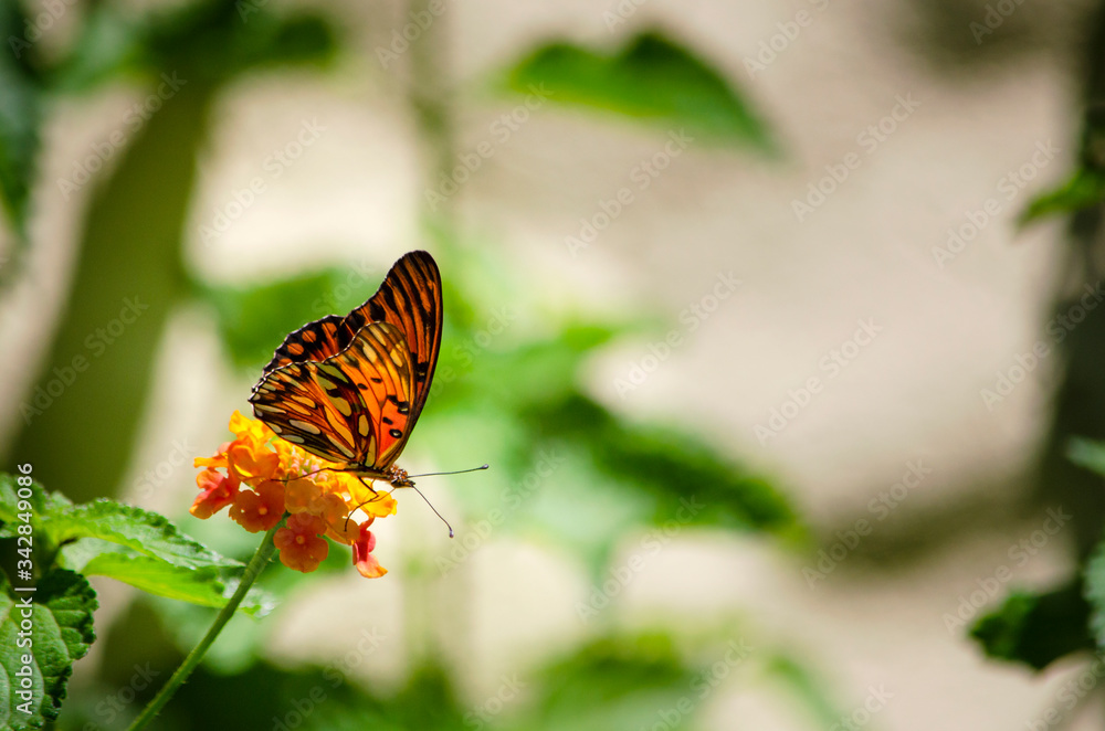 Primer plano de una colorida mariposa, posada en un ramillete de pequeñas flores anaranjadas en un ambiente natural