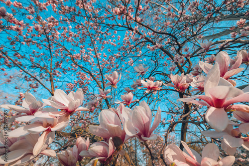 Spring nature, sun rays, uplifting happy view. Perfect nature background for spring or summer background. Pink magnolia flowers and soft blue sky as relaxing moody closeup
 photo