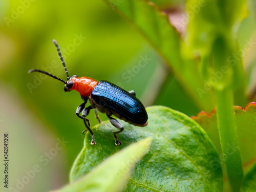 a small blue insect on green leaf © RiyanPM17