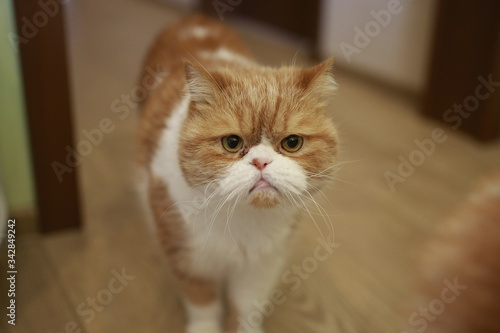 Portrait of a emotional angry cat garfield
