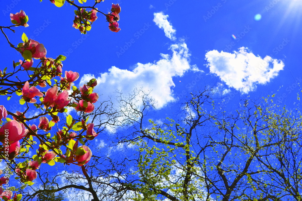 Magnolia. Nice flower in early spring. The first flowers appear in spring season Magnolia. Nice flower in early spring. The first flowers appear in spring season